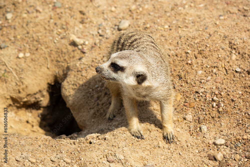 Obraz premium A young meerkat sits on the sand in the heat in a European zoo