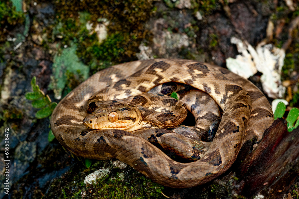 Boa constrictor (Boa constrictor), Darien rainforest, Panama, central America - stock photo Boa constrictor (Boa constrictor), Darien rainforest, Panama, central America - stock photo