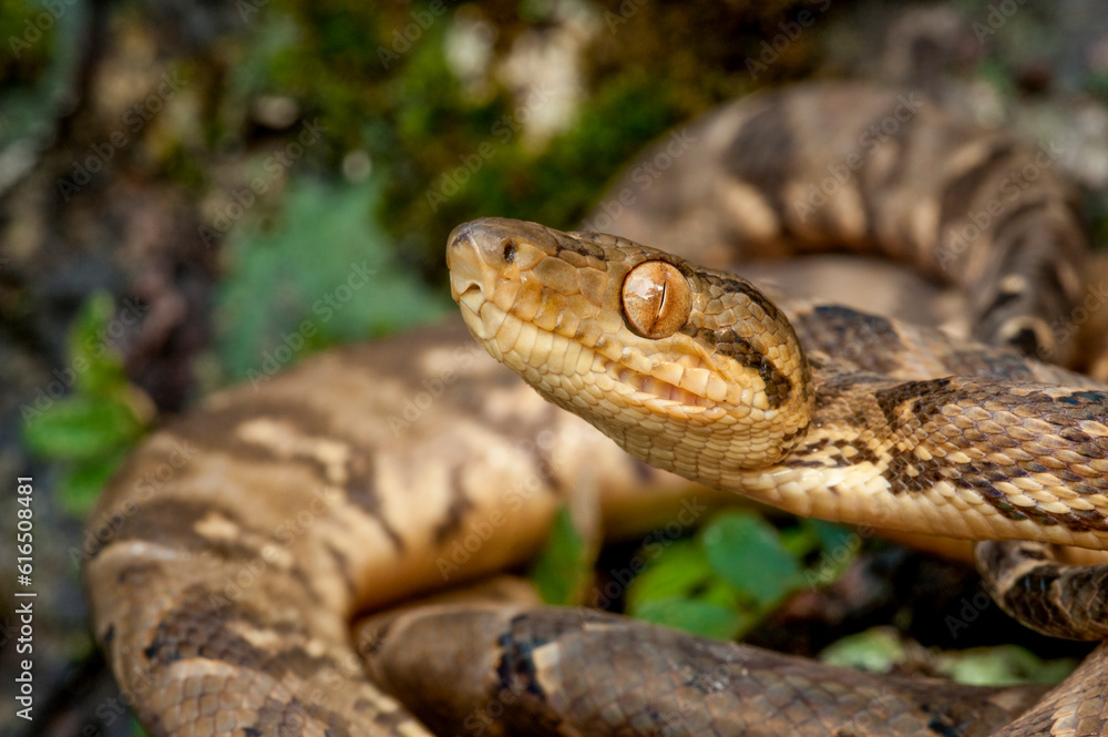 Boa constrictor (Boa constrictor), Darien rainforest, Panama, central America - stock photo Boa constrictor (Boa constrictor), Darien rainforest, Panama, central America - stock photo