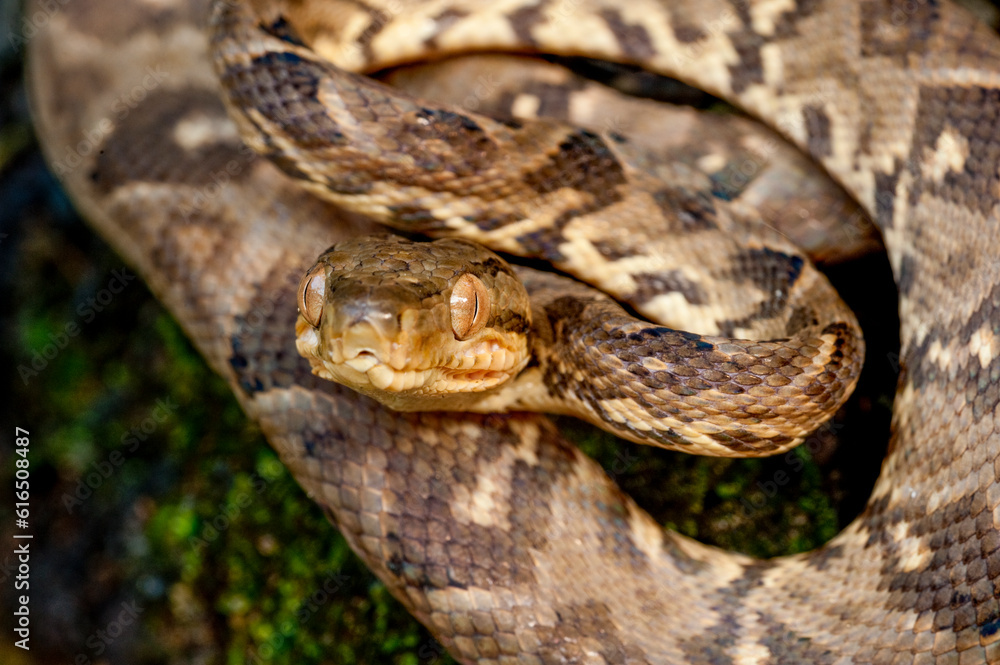 Boa constrictor (Boa constrictor), Darien rainforest, Panama, central America - stock photo Boa constrictor (Boa constrictor), Darien rainforest, Panama, central America - stock photo
