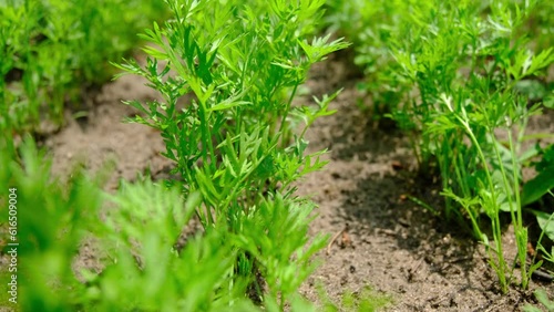 Close uClose up while moving camera forward through rows of early stage carrots greens in slow motionp while moving camera forward through rows of early stage carrots greens in slow motion photo