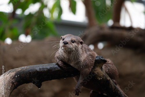 休憩中のカワウソ