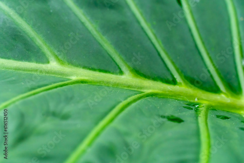 Abstract pattern of elephant leaf in the Gage Park Tropical Greenhouse. Lush greenery and vibrant floral blooming. Tropical House with exotic plants. Botanical gem located in Brampton, Ontario.