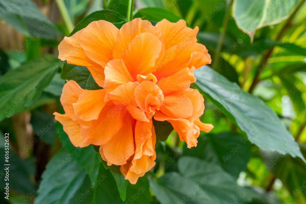 Hibiscus blooming in the Gage Park Tropical Greenhouse botanical gem located in Brampton, Ontario, Canada. Lush greenery and vibrant floral blooming. Tropical House with exotic plants. Hibiscus blooming in the Gage Park Tropical Greenhouse botanical gem located in Brampton, Ontario, Canada. Lush greenery and vibrant floral blooming. Tropical House with exotic plants.