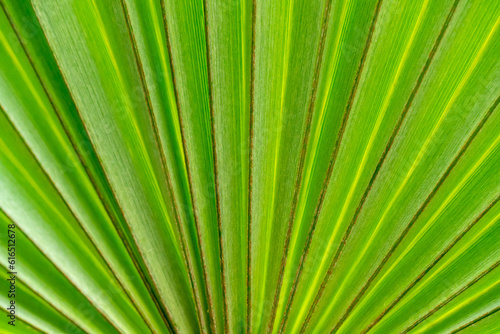Abstract pattern of Green Tropical Biophilia, Fan Leaved Palm Tree in Gage Park Tropical Greenhouse contains palms, ferns, orchids and tropical species. Popular destination for nature lovers. 