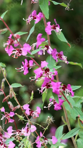 Hill Fairyfan, Clarkia Bottae, a native annual monoclinous herb displaying raceme inflorescences during springtime in the Santa Monica Mountains. photo