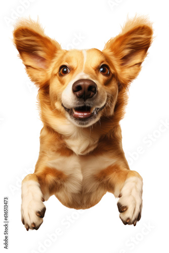 A brown and white dog jump in the air, ears up, transparent background, png