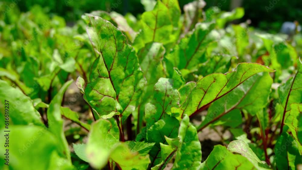 Close up and slow motion of young beets greens while moving camera away exposing more plants growing in organic vegetable garden. Close up and slow motion of young beets greens while moving camera away exposing more plants growing in organic vegetable garden.