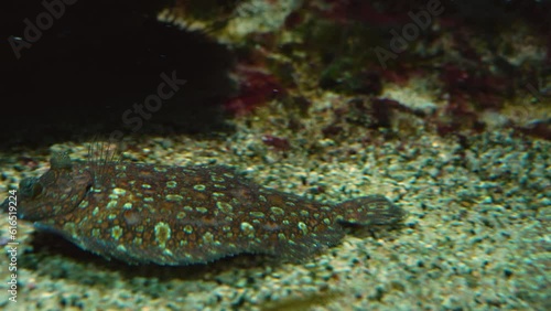 A flatfish flounder swimming long the ground photo