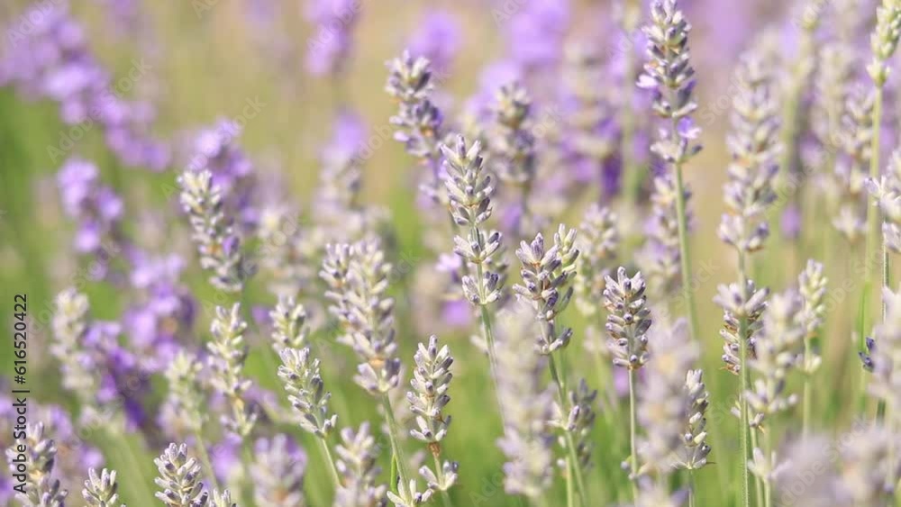Close-up of lavender bushes, selective focus. Purple and light blue lavender flowers in sunlight. Lavender field Close-up of lavender bushes, selective focus. Purple and light blue lavender flowers in sunlight. Lavender field