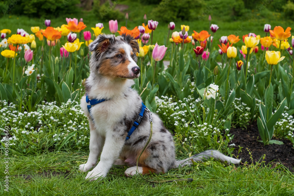 Australian shepherd blue merle puppy sitting in flowers