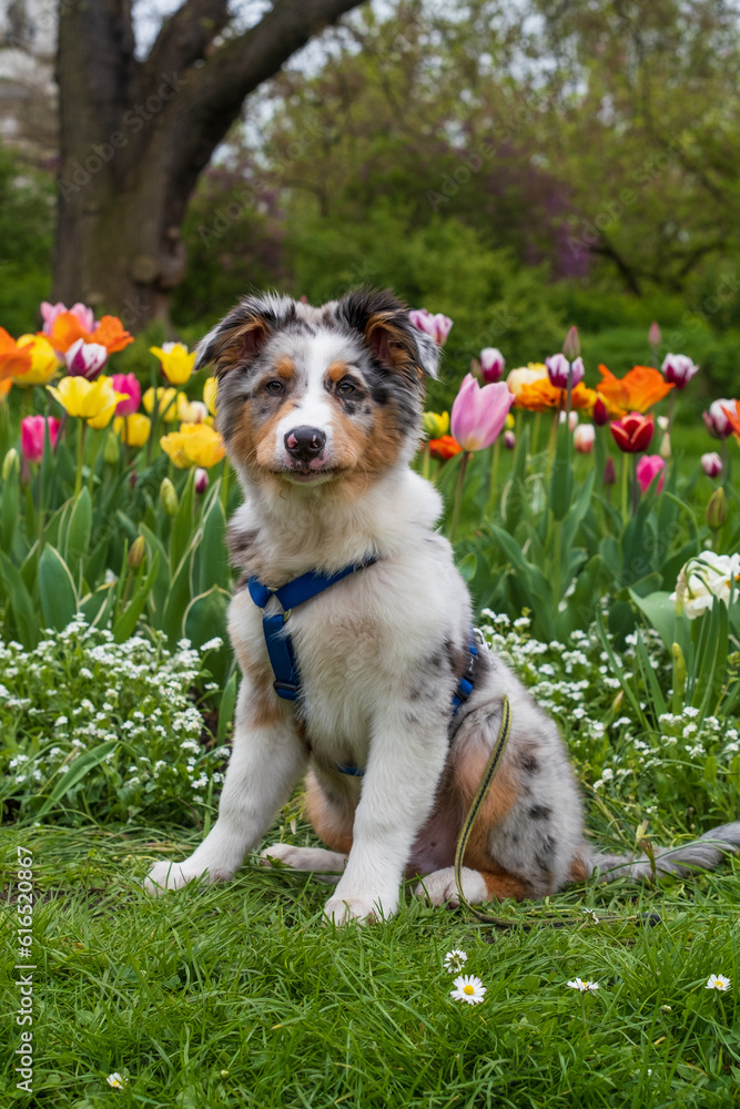 Australian shepherd blue merle puppy sitting in flowers Australian shepherd blue merle puppy sitting in flowers