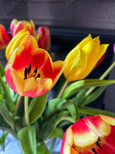 red and yellow tulip