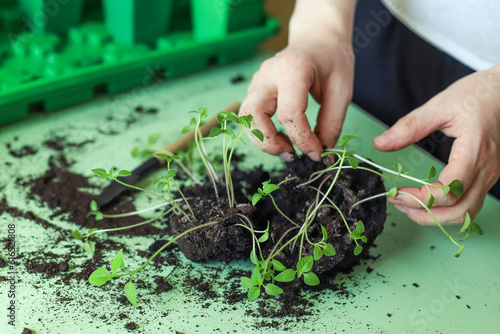 Fotografía Separating seedlings to transplanting them in seedling tray at home