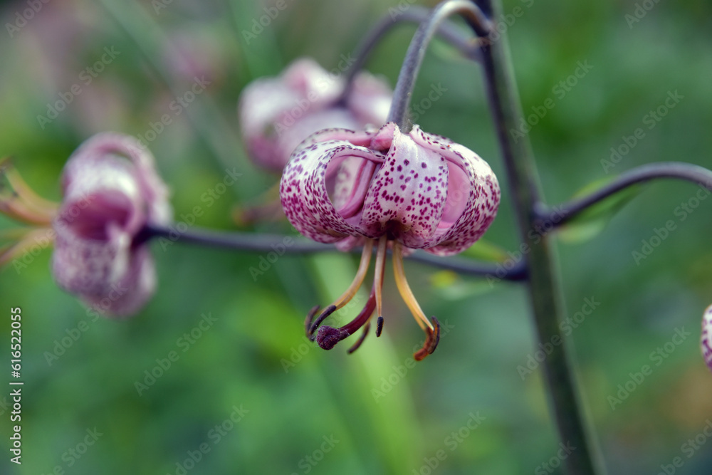 Close up of pink flower.