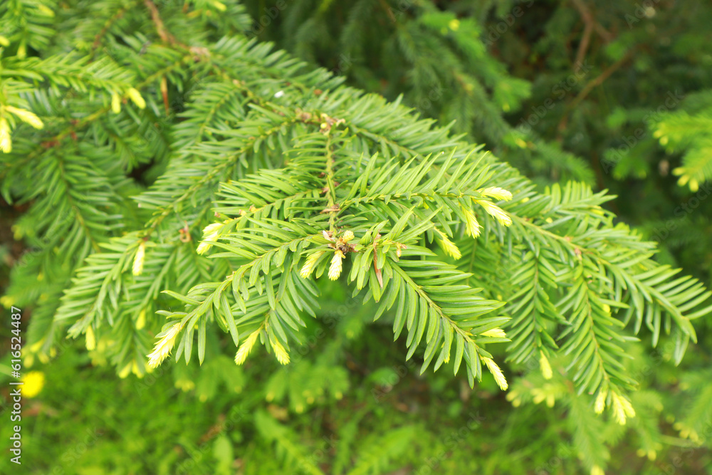 Background with close up view of fir-tree Background with close up view of fir-tree