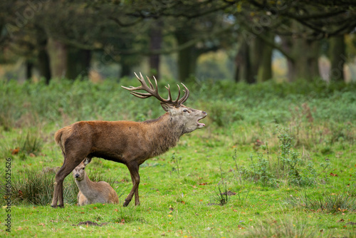 Red deer stag coming out of forest on a meadow while roaring with open mouth