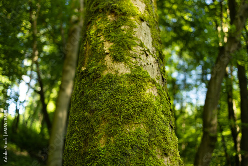 Fototapeta Naklejka Na Ścianę i Meble -  forest trees. nature green wood sunlight backgrounds. High quality photo