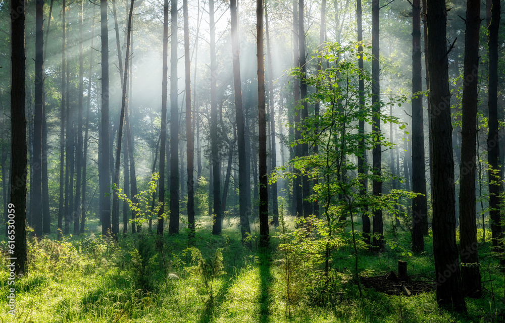 Obraz premium Beautiful sunny morning in green forest