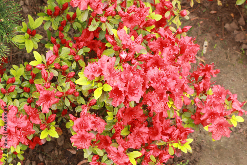 Close up view of red Rhododendron (azalea) in greenhouse