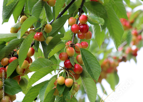 On a tree branch, ripe berries sweet cherry (Prunus avium) photo
