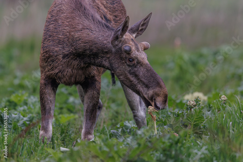 Fototapeta Naklejka Na Ścianę i Meble -  Moose, elk. Portrait of a young elk.