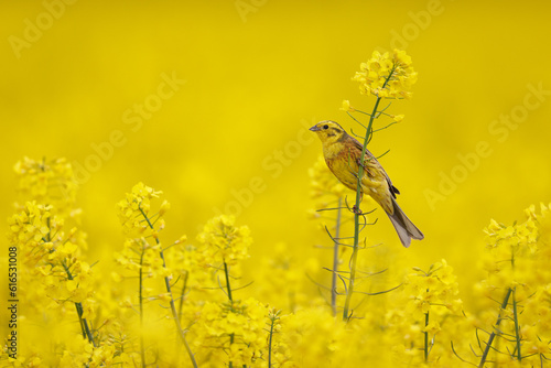 Yellowhammer, Emberiza citrinella. Bunting bird sitting on a rapeseed field. Yellow rapeseed.
