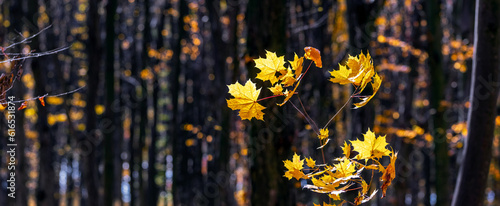 Yellow maple leaves in a dark forest on a sunny day. Autumn forest