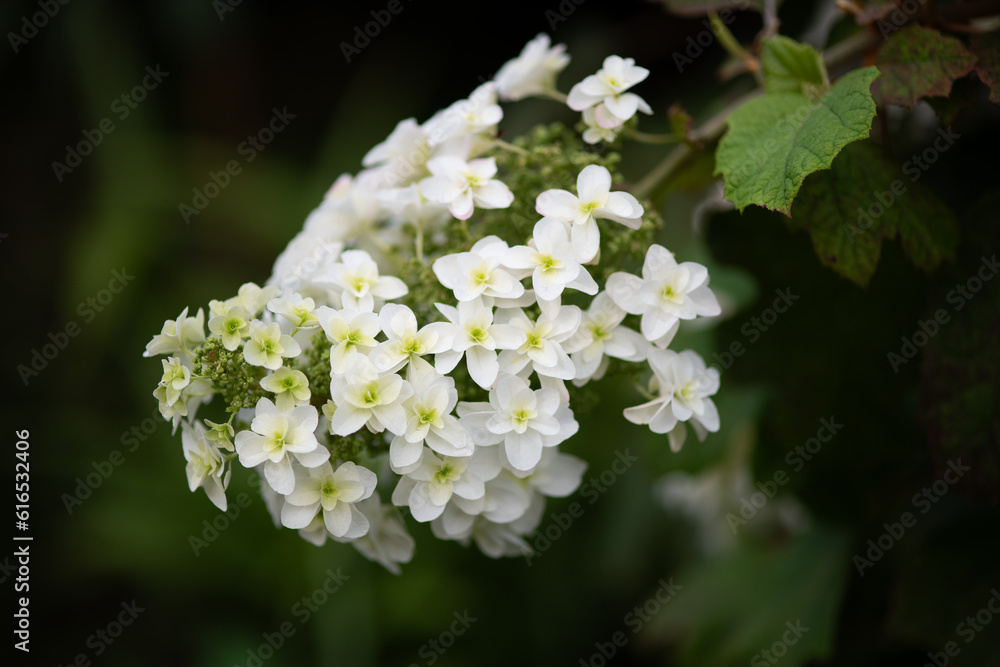 Hydrangea Hydrangea