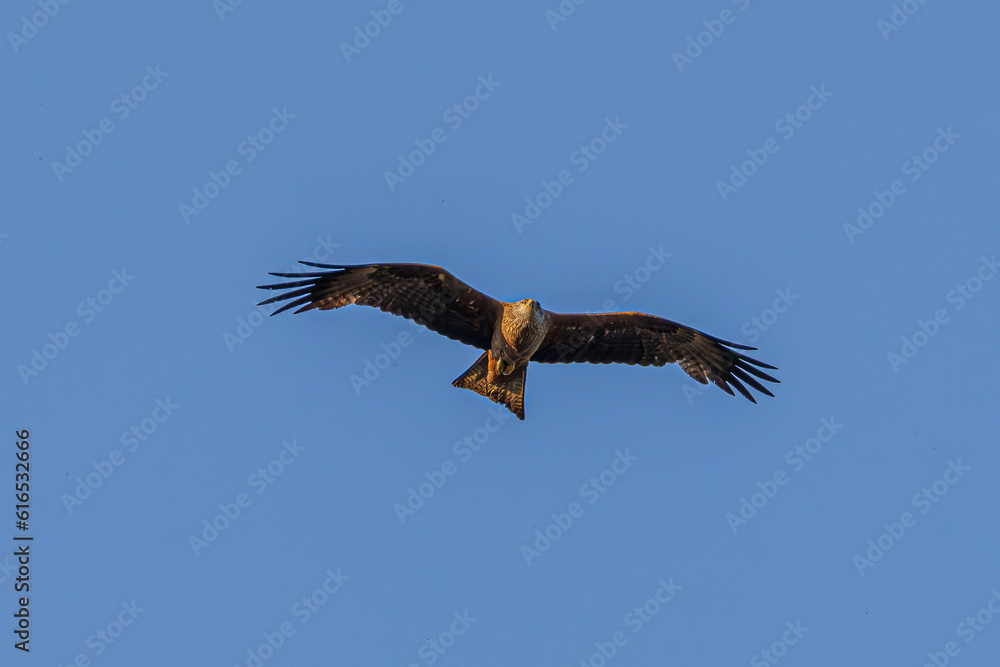 eagle in flight eagle in flight