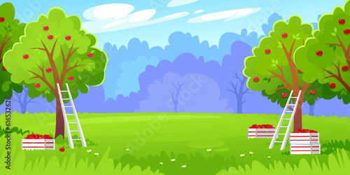 Orchard background. Beautiful landscape view of a harvest in a fruit garden on a farm. Ladders and crates for picking up ripe red apples from tree branches and ground. Cartoon vector illustration.