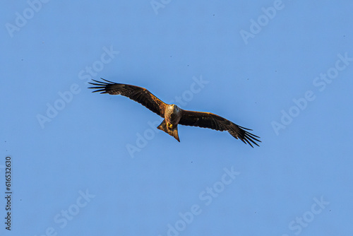 eagle in flight