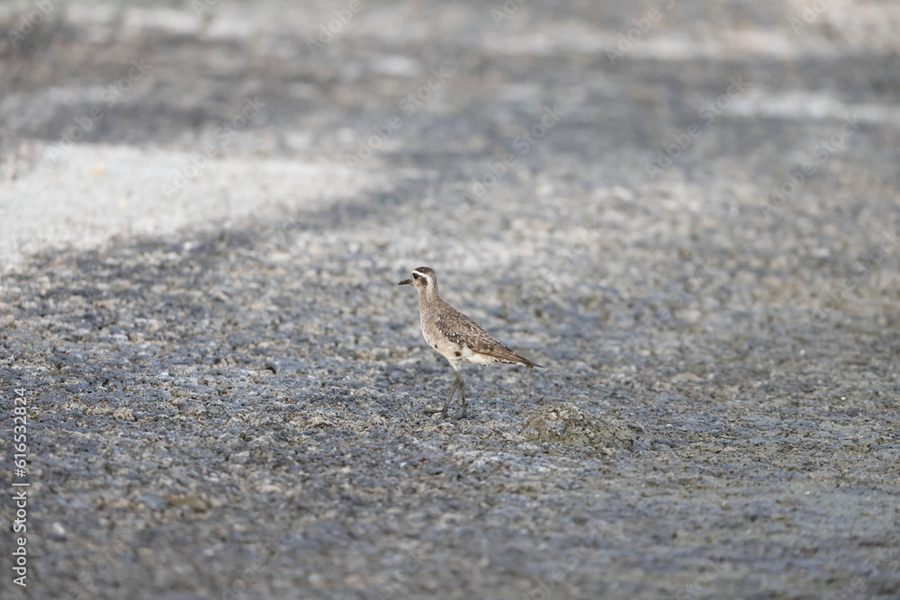 American Golden Plover (Pluvialis dominica) in Jamaica American Golden Plover (Pluvialis dominica) in Jamaica