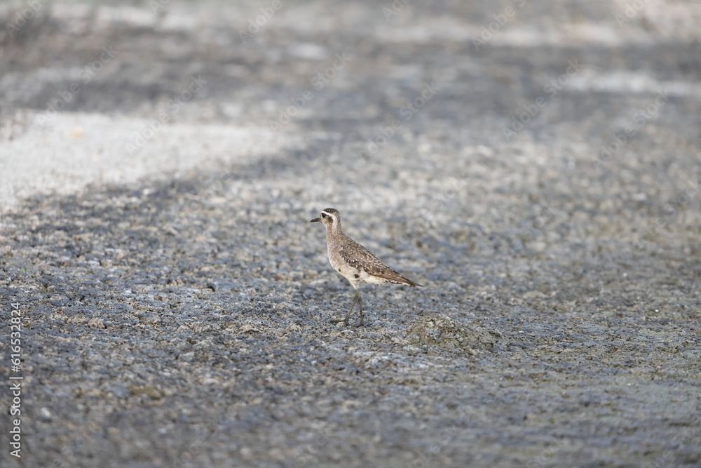 American Golden Plover (Pluvialis dominica) in Jamaica