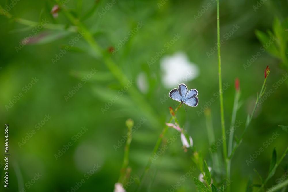 little butterfly little butterfly