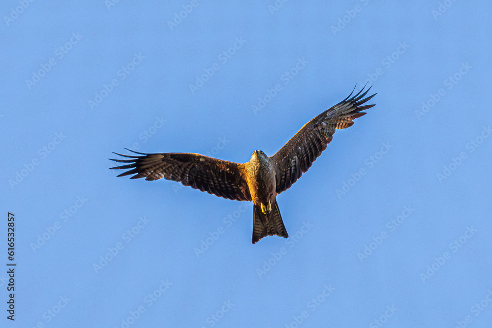 eagle in flight eagle in flight