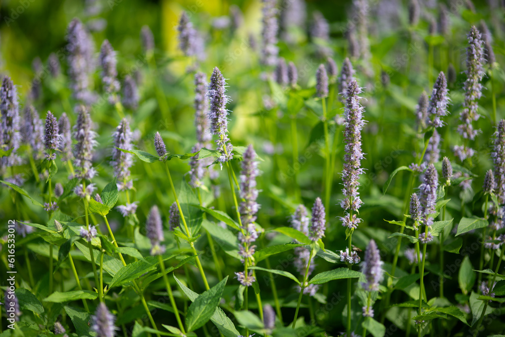 Agastache 