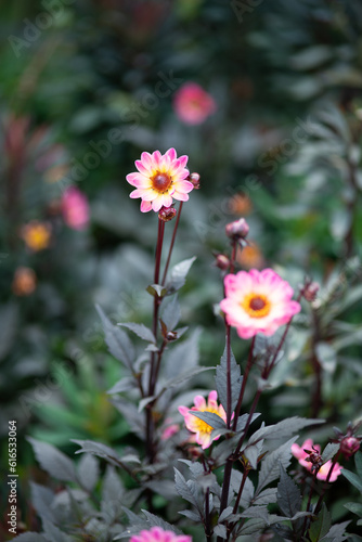 pink dahlia