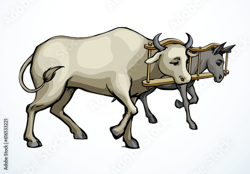 Vector drawing. Ox and donkey in one harness