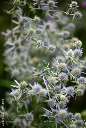Eryngium 