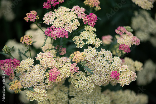yarrow