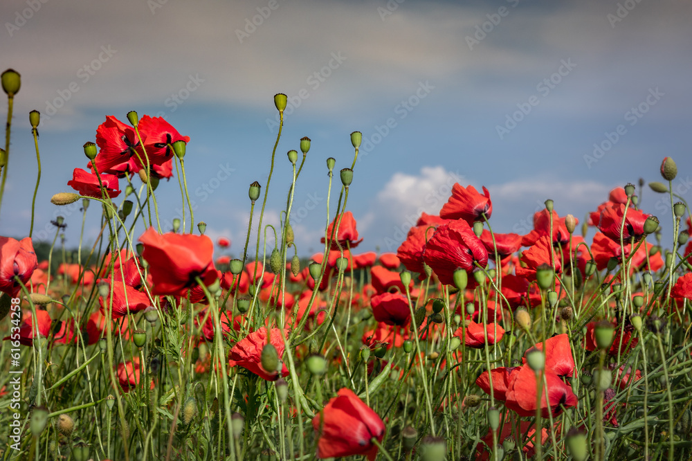 Obraz premium Red poppy flowers blooming in the field. Blue sky, summer day. 