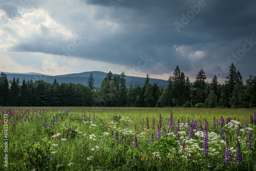 Fototapeta Naklejka Na Ścianę i Meble -  A view to mount Czerniec in Bystrzyckie Mountains, Poland. Agricultural field with blooming purple lupine flowers in foreground. 