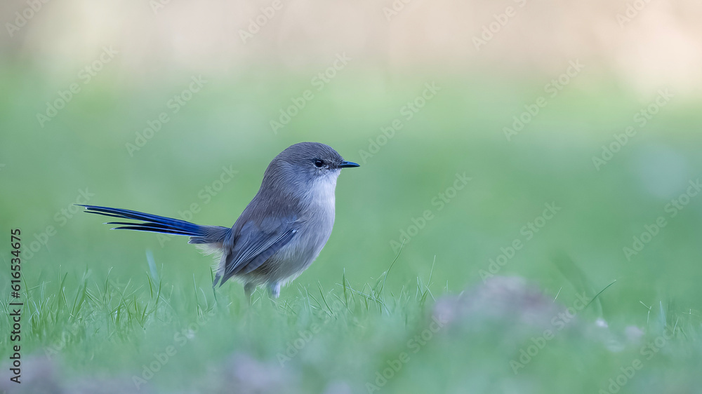 Obraz premium bird on the grass