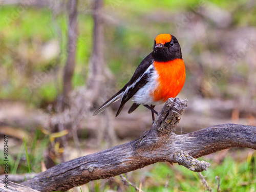 red robin on a tree © Gordon WIld