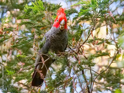 gang gang australian bird photo