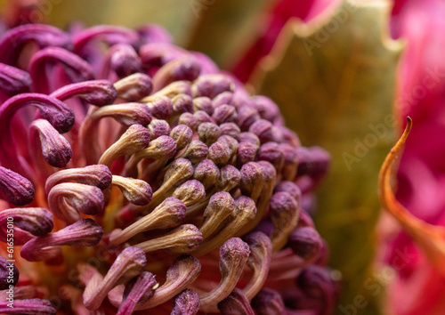 protea flower close up