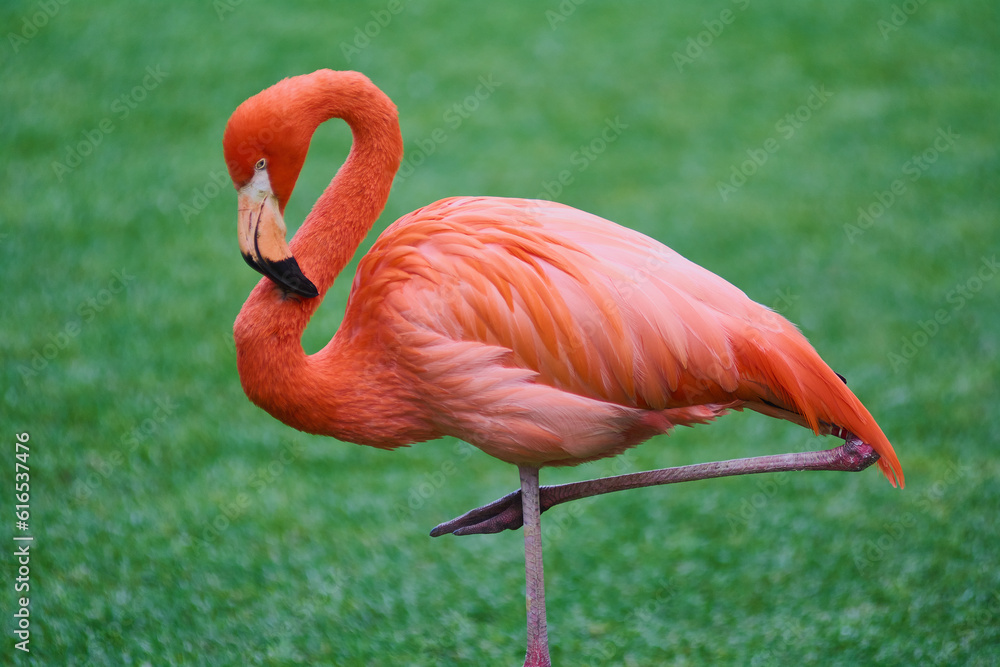 White and pink flamingo with a heart-shaped neck and a standing posture, one leg is closed and the other is stretched out. White and pink flamingo with a heart-shaped neck and a standing posture, one leg is closed and the other is stretched out.