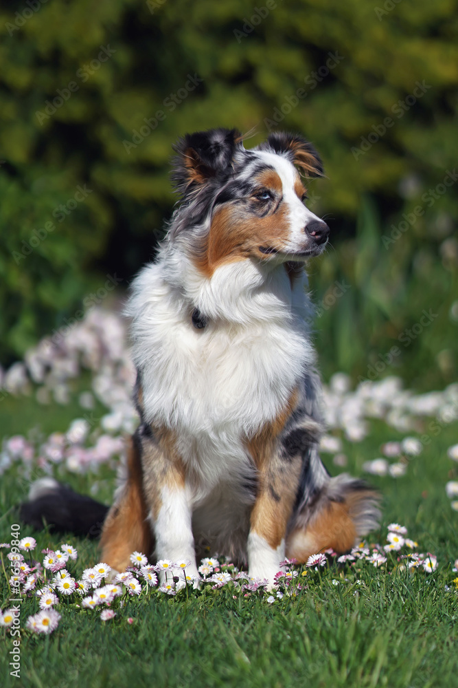 Serious blue merle Australian Shepherd dog with a sectoral heterochromia in its eyes posing outdoors sitting on a green grass with daisy flowers in spring