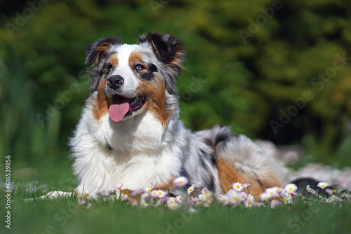 Adorable blue merle Australian Shepherd dog with a sectoral heterochromia in its eyes posing outdoors lying down on a green grass with daisy flowers in spring